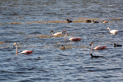 Argentino Lake, Three Chilean Flamingos and Some Other Birds