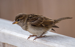 Young sparrow