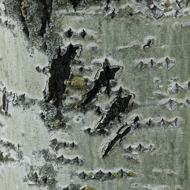 Bear claw marks on a tree trunk