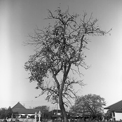 Persimmon tree
