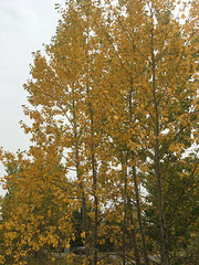 Autumn in Calgary Canada