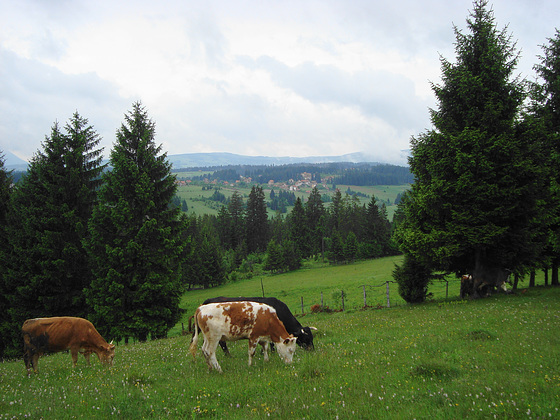 Cows at grazing