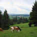 Cows at grazing