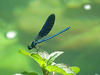 Damsel fly posing for me!