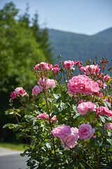 Slovenian Roses for you !