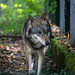 20151010 9261VRTw [D~H] Wolf (Canis lupus), Wisentgehege, Springe-Deister
