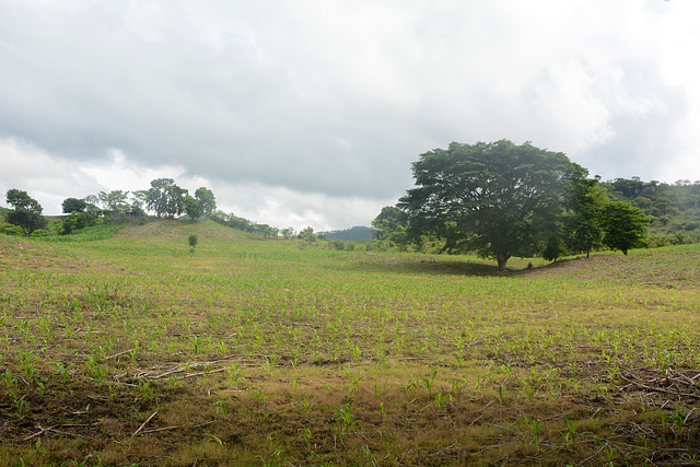 Honduras Landscape