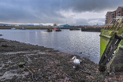 Mute Swan, Denny's Dock