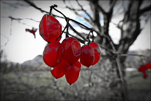 the last fruits - red -