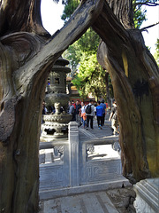 Forbidden City, Imperial Garden_1