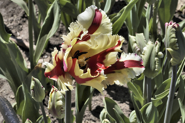 Serrated Tulip – Canadian Tulip Festival, Dow’s Lake, Ottawa, Ontario, Canada