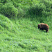 Alaska, Bear in Denali National Park