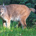 20151010 9314VRTw [D~H] Eurasischer Luchs (Felis lynx),Wisentgehege, Springe-Deister