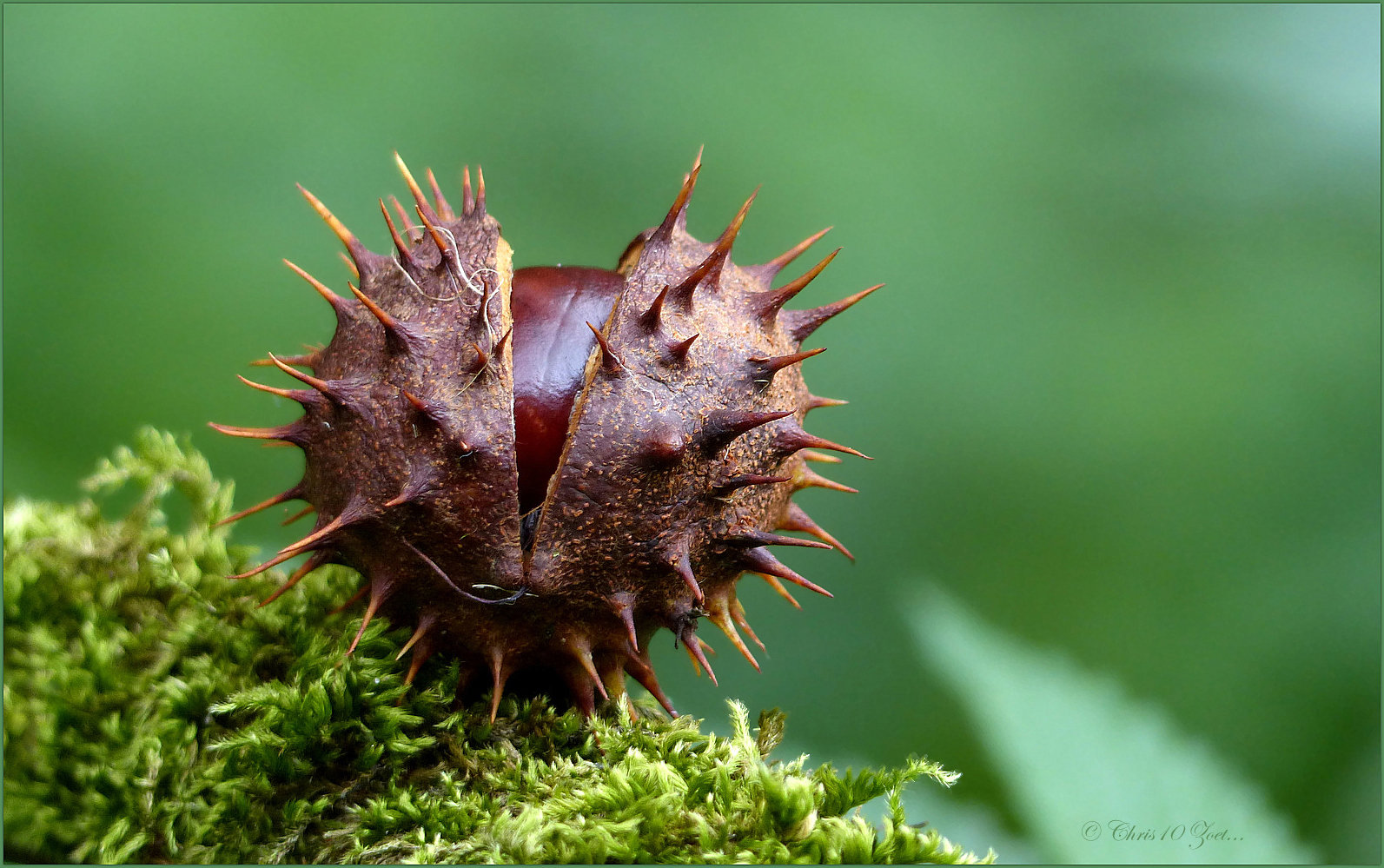 Horse chestnut (Aesculus hippocastanum)...