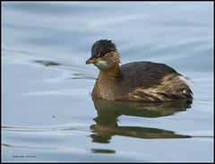 GREBE CASTAGNEUX