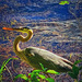 Bird #2 Ashley Reservoir