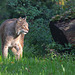 20151010 9315VRTw [D~H] Eurasischer Luchs (Felis lynx),Wisentgehege, Springe-Deister