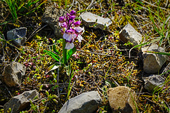Kleine Orchidee mit Schutzwall - Small orchid with a stone circle