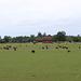 a full pasture!   Burke County, near Waynesboro, Georgia    USA