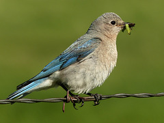 Mountain Bluebird with food for her babies