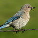 Mountain Bluebird with food for her babies