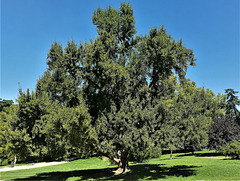 An enormous ginkgo tree. 'Arbol monumental ginkgo biloba'