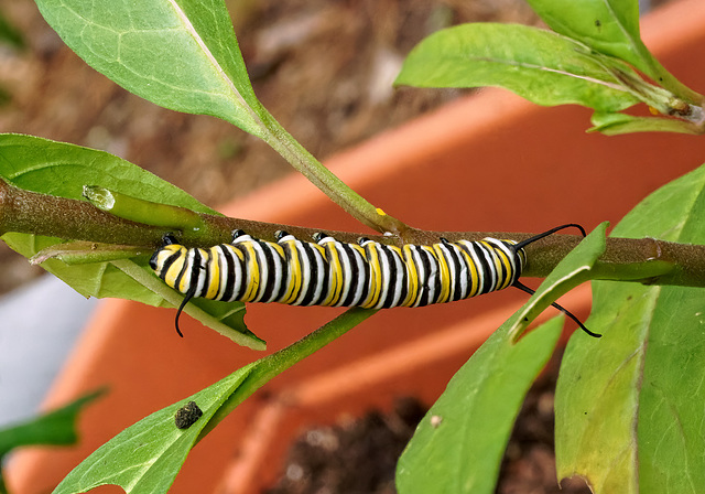 Monarch larva.  9059179.