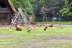 Animals at the Hertenkamp