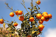 Belles oranges gorgées de lumiere.