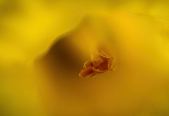 Im Inneren der Narzisse :))  Inside the daffodil :))  À l'intérieur de la jonquille :))
