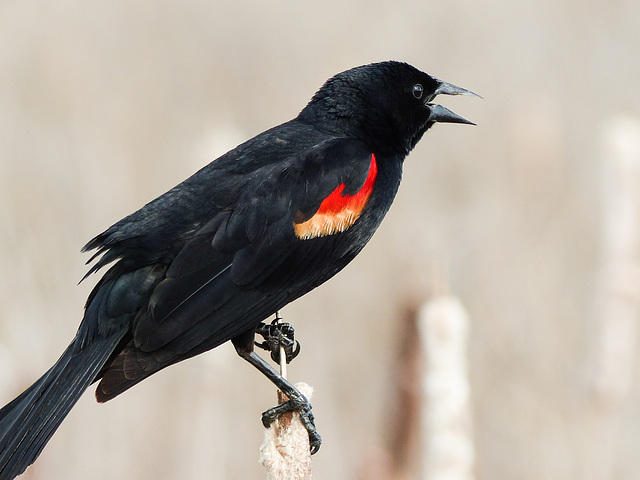 Red-winged Blackbird male