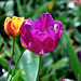 Tiempo de tulipanes