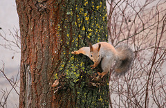 Orav / Squirrel