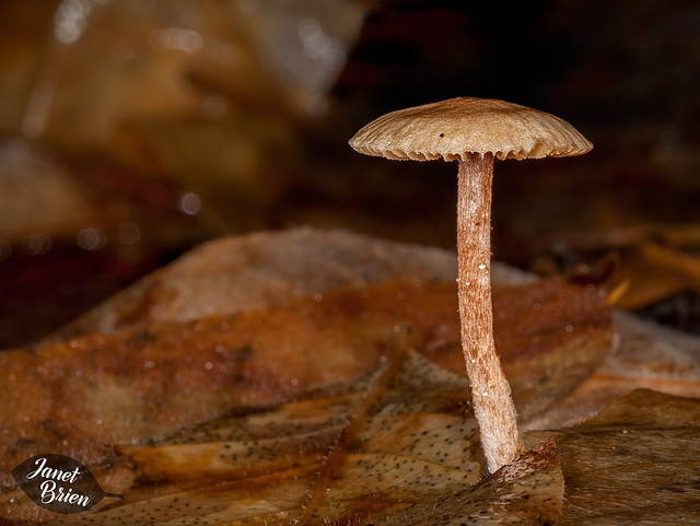 174/366: Mushroom on Forest Floor
