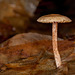 174/366: Mushroom on Forest Floor