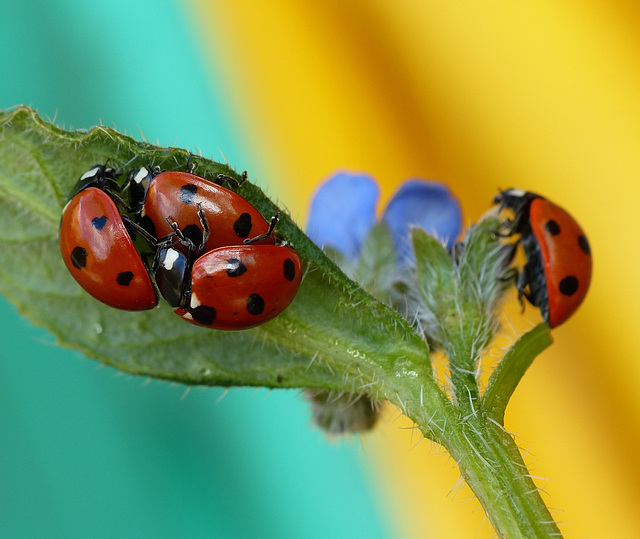 Ladybirds Ladybirds