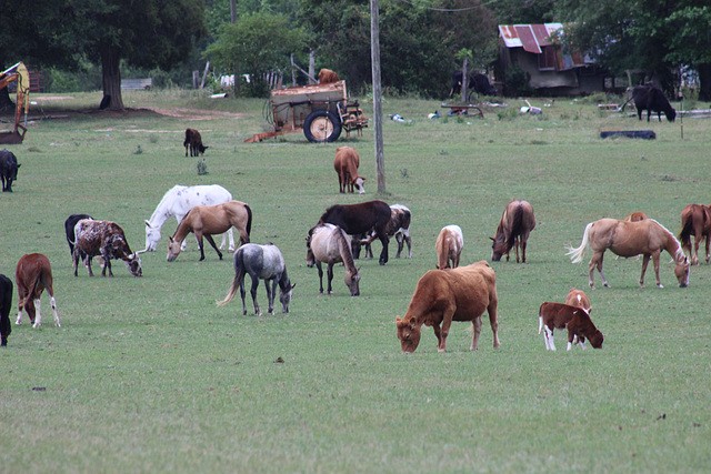 Sharing the pasture... Burke County, near Waynesboro, Georgia     USA