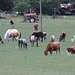 Sharing the pasture... Burke County, near Waynesboro, Georgia     USA