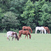 Animal pasture in Burke County, near Waynesboro, Georgia    USA
