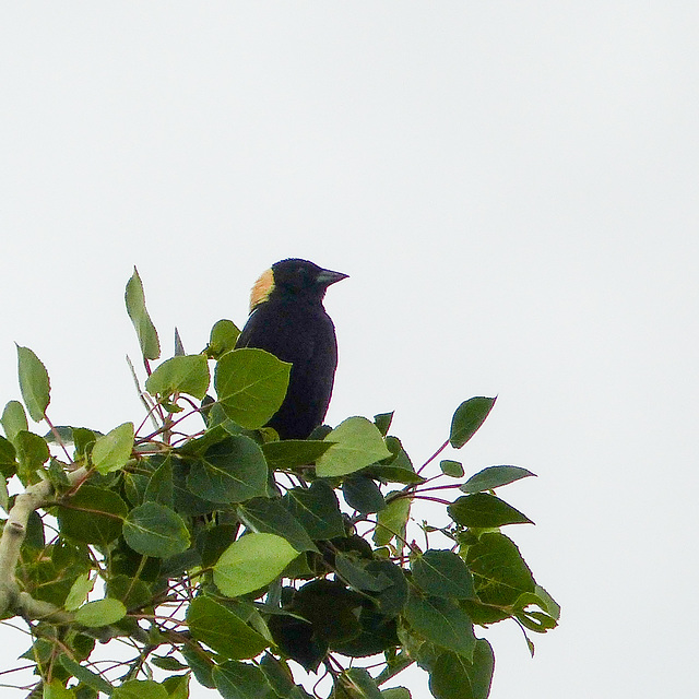 Bobolink / Dolichonyx oryzivorus