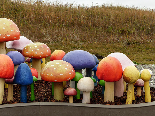 Mushrooms galore