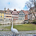 Swan is walking around the old town in Schwäbisch Hall