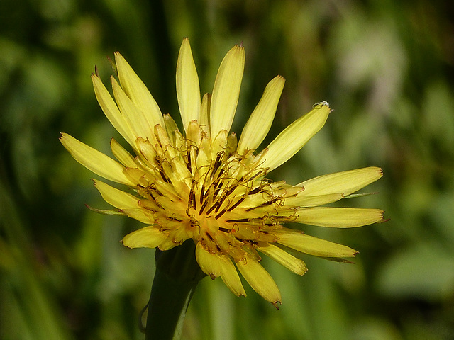 Meadow Goat's-beard / Tragopogon pratensis