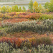Fall colours near the Highwood River