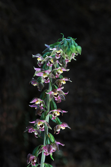 Broad-leaved Helleborine Broad-leaved Helleborine
