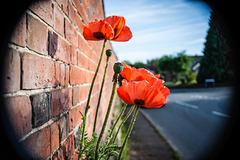 Poppies in a Rowde Wall