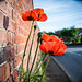 Poppies in a Rowde Wall