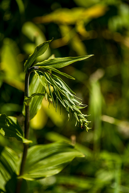 A broad leaved heliborine orchid