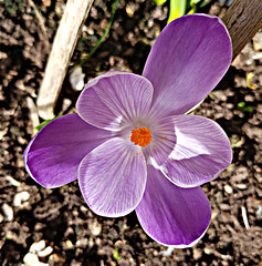 First crocus this year...