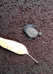 Baby : snake-necked turtle